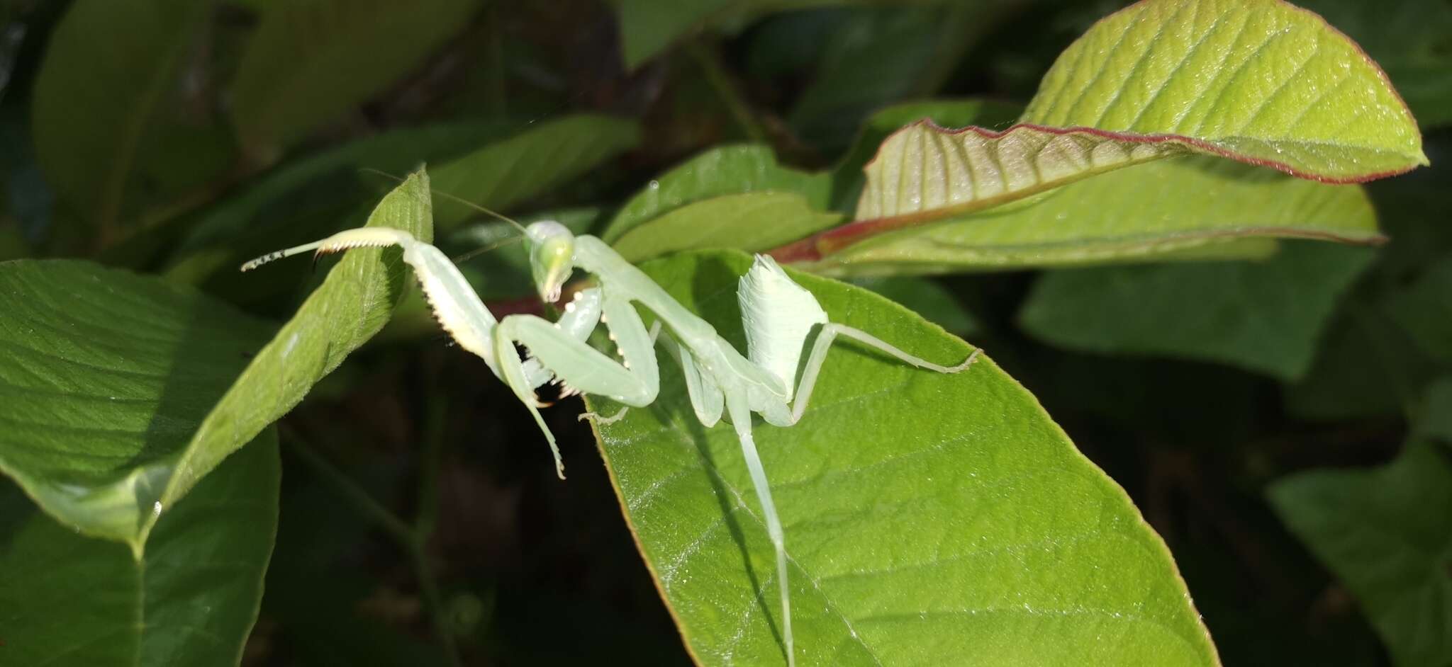 Image of Hierodula bhamoana Giglio-Tos 1912