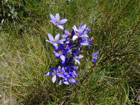 Image de Cheiranthera alternifolia E. M. Bennett