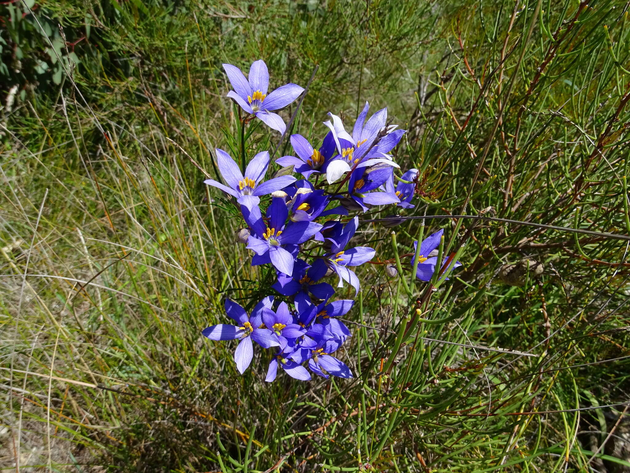 Cheiranthera alternifolia E. M. Bennett resmi