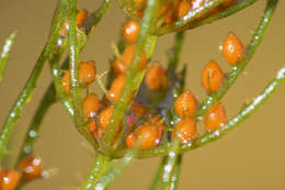 Image of Fragile Stonewort