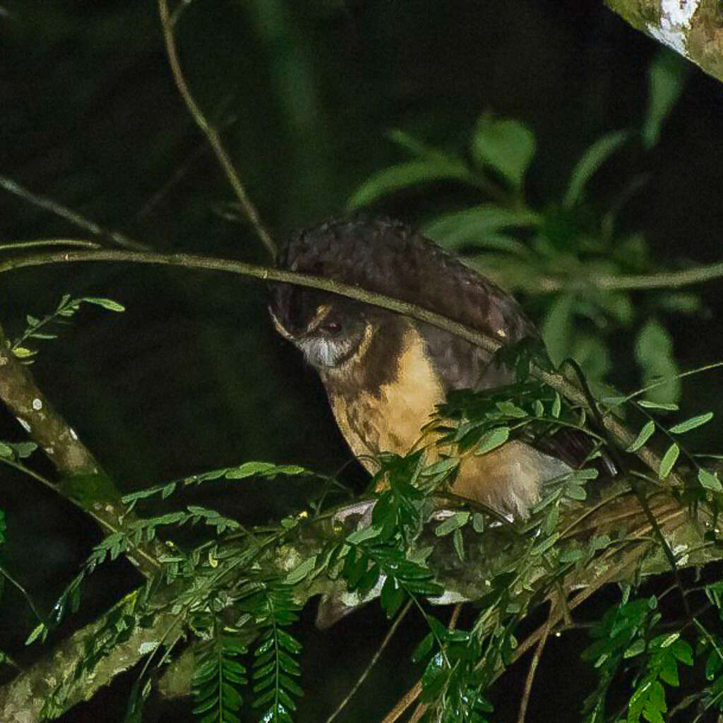 Image of Tawny-browed Owl