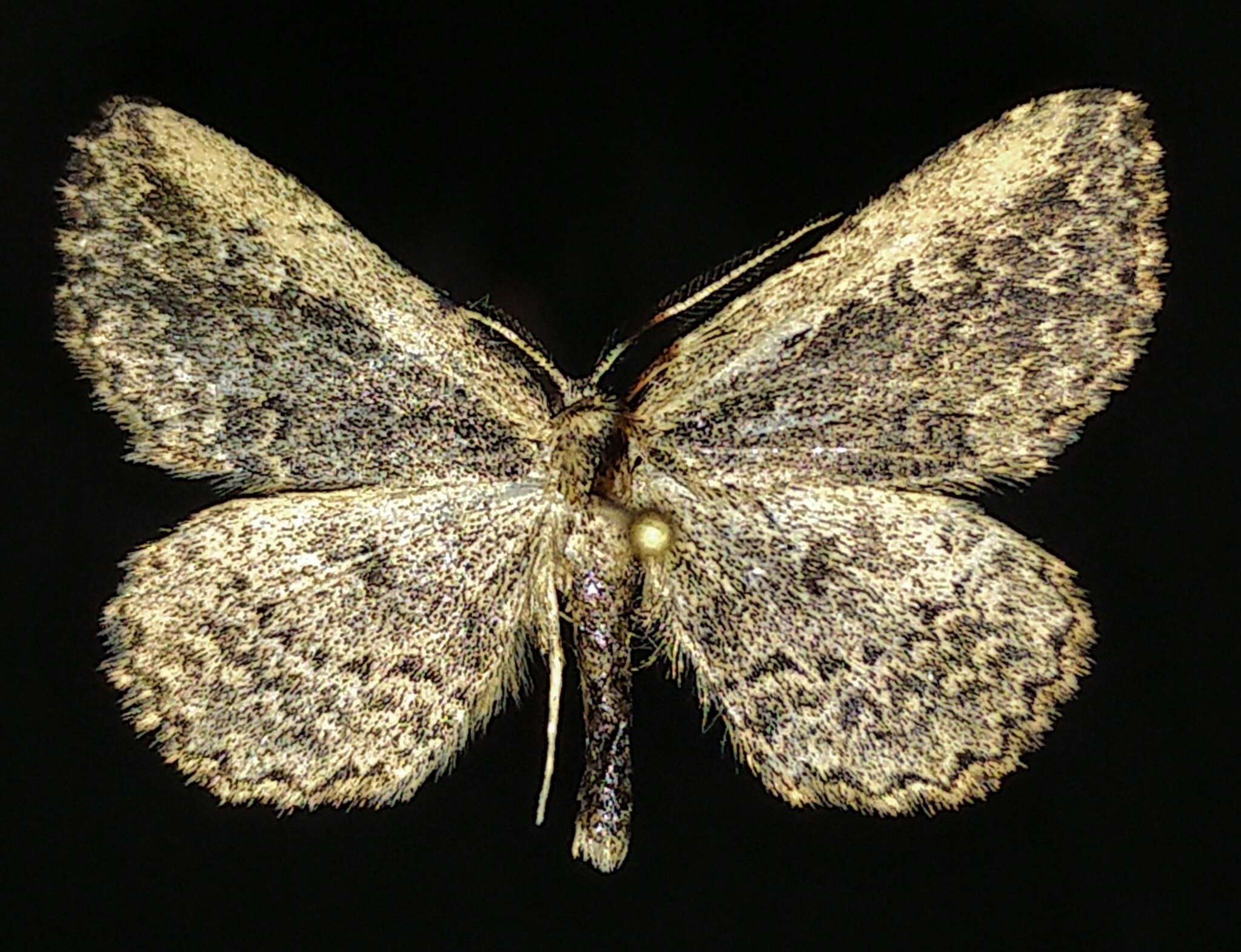 Image de Mycterophora inexplicata Walker 1862