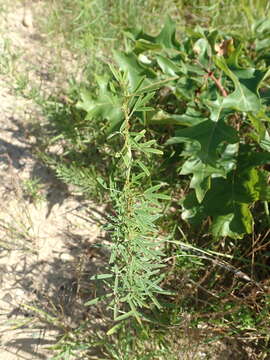 Imagem de Lespedeza angustifolia (Pursh) Elliott