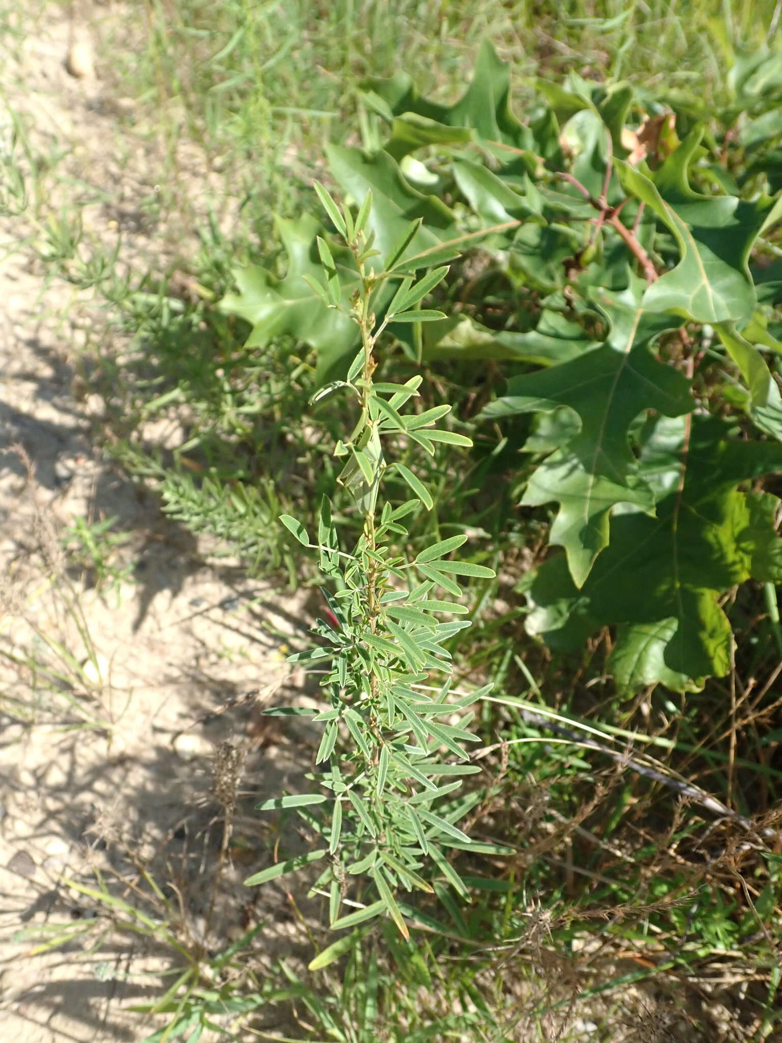 Image de Lespedeza angustifolia (Pursh) Elliott