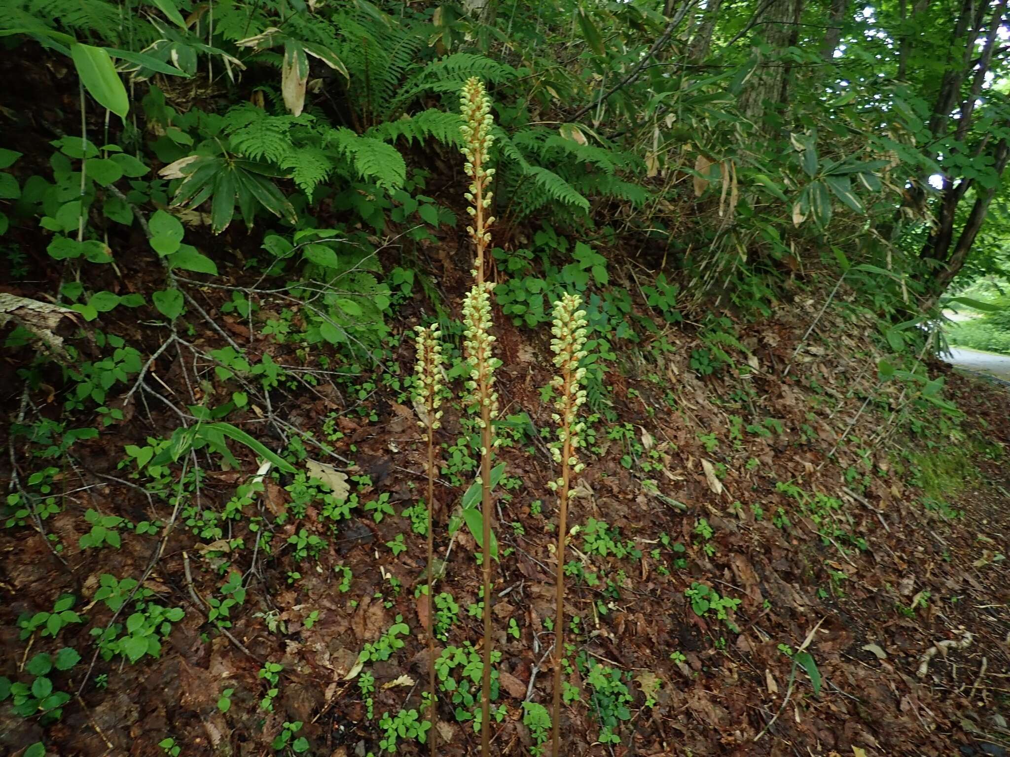 Image of Tall Gastrodia