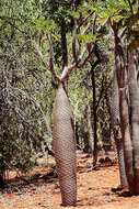 Image de Pachypodium lamerei Drake