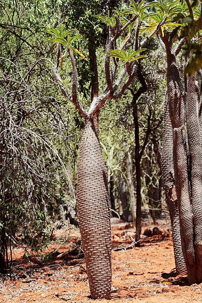 Image de Pachypodium lamerei Drake