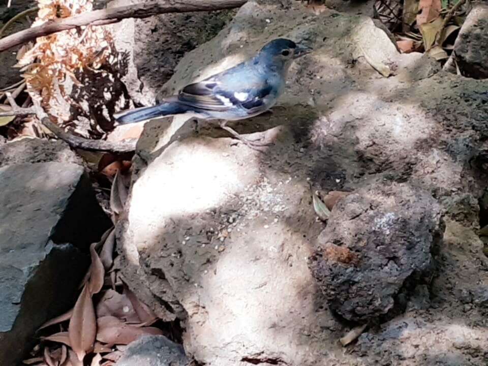 Image of La Palma Chaffinch