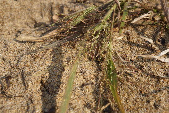 Image of Gattinger's Panic Grass