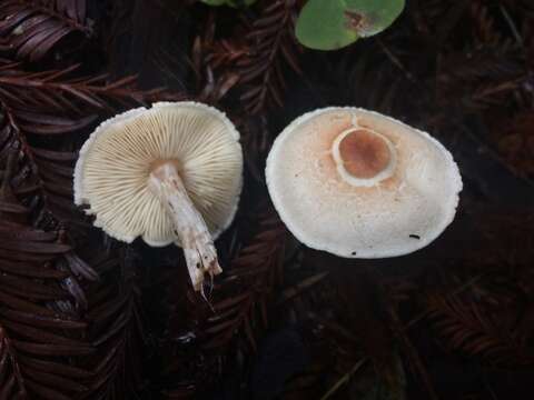 Lepiota castaneidisca Murrill 1912 resmi