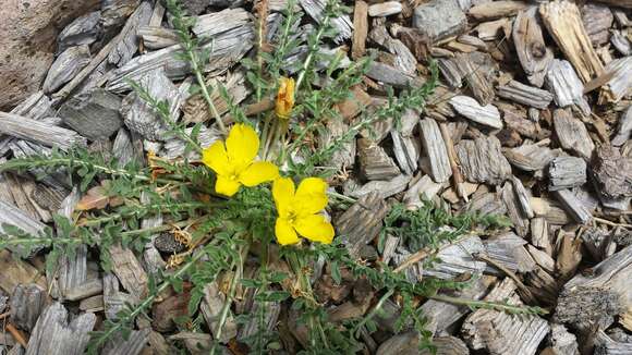 Image of Tansy-Leaf Goldeneggs