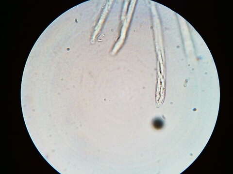 Imagem de Calycina lactea (Sacc.) Baral, R. Galán & Platas 2013