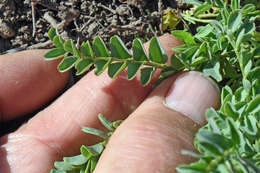 Image of <i>Astragalus <i>lentiginosus</i></i> var. lentiginosus