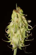 Image of Trigonella spicata Sm.