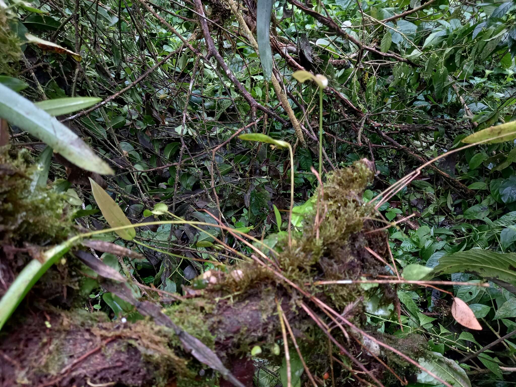 Image of Pleurothallis dibolia Luer