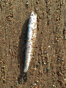 Image of Anchovy