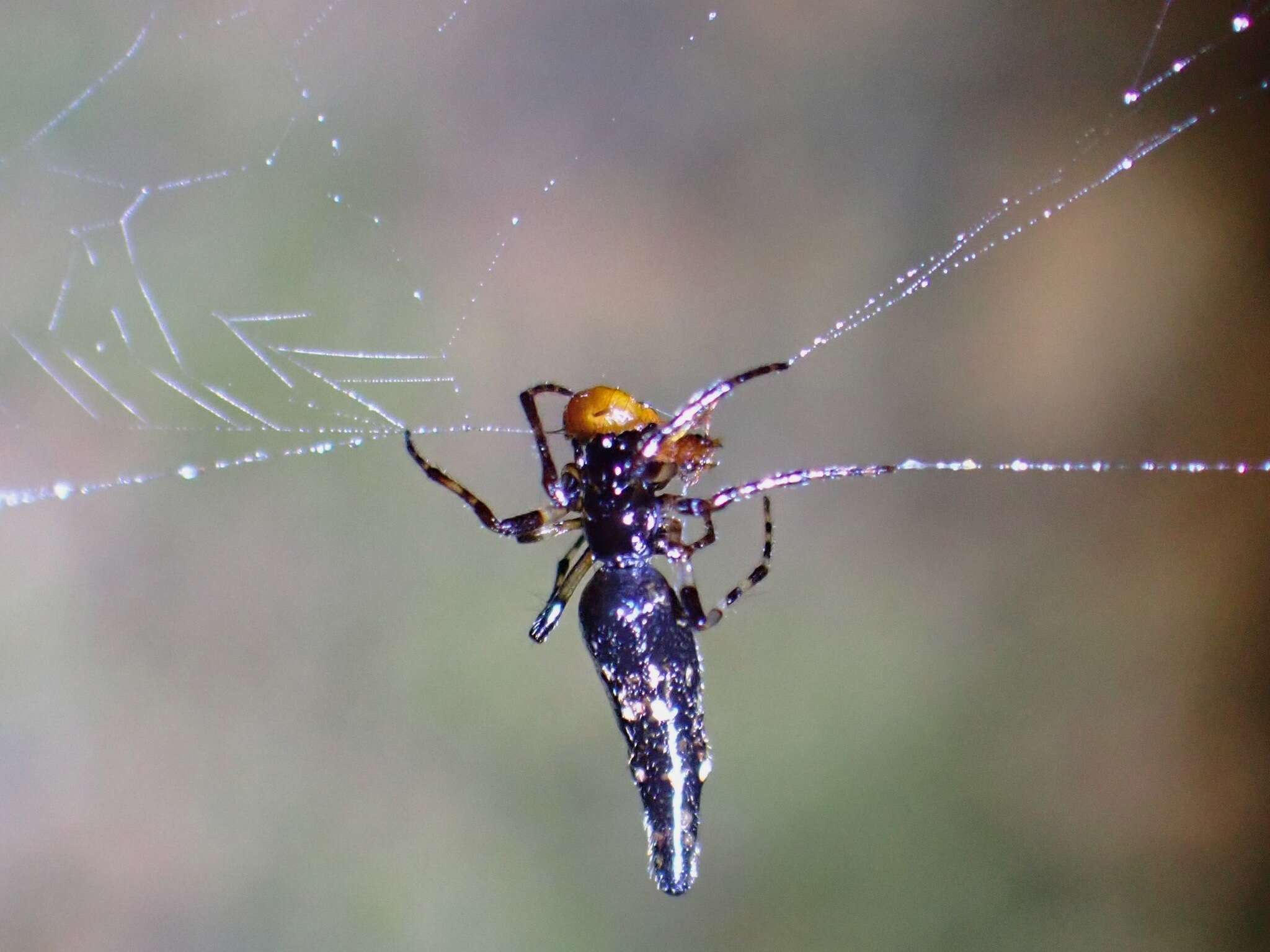 Image of Cyclosa bifida (Doleschall 1859)