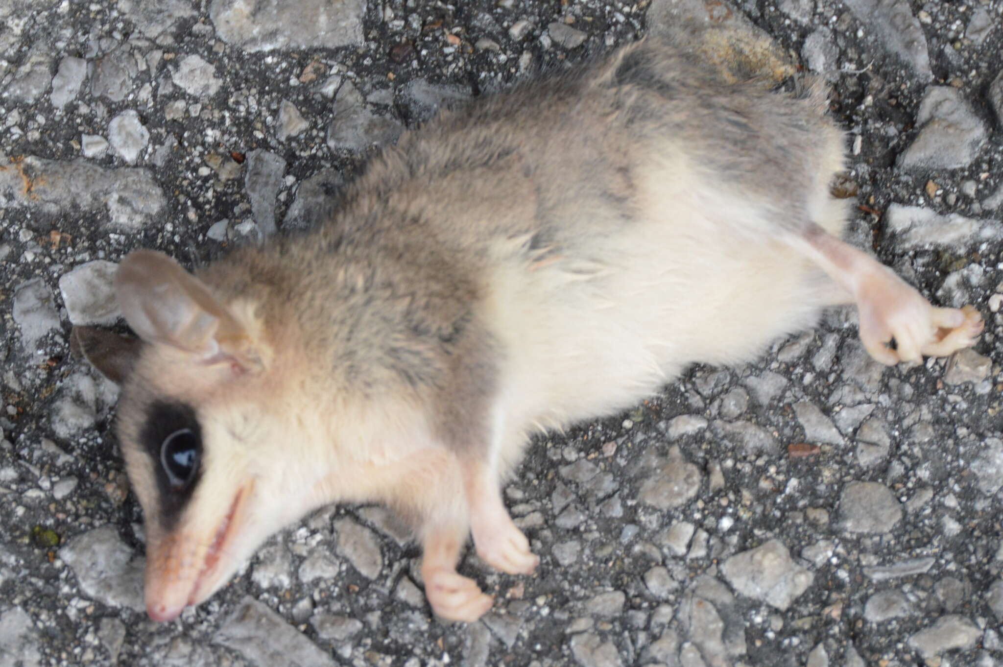 Image of Mexican Mouse Opossum