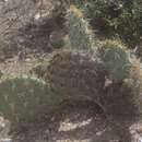 Image of Neoscytalidium dimidiatum (Penz.) Crous & Slippers 2006