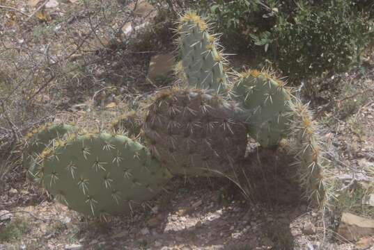 Image of Neoscytalidium dimidiatum (Penz.) Crous & Slippers 2006