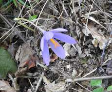 Crocus nudiflorus Sm. resmi