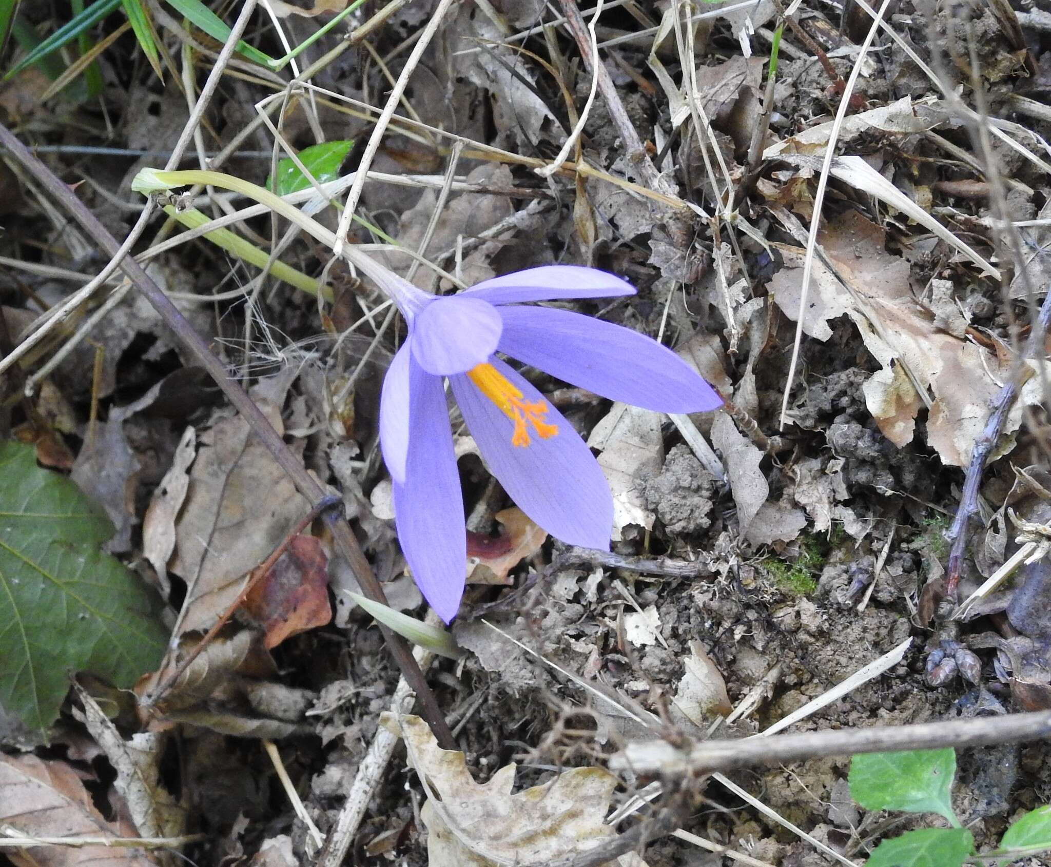 Crocus nudiflorus Sm. resmi