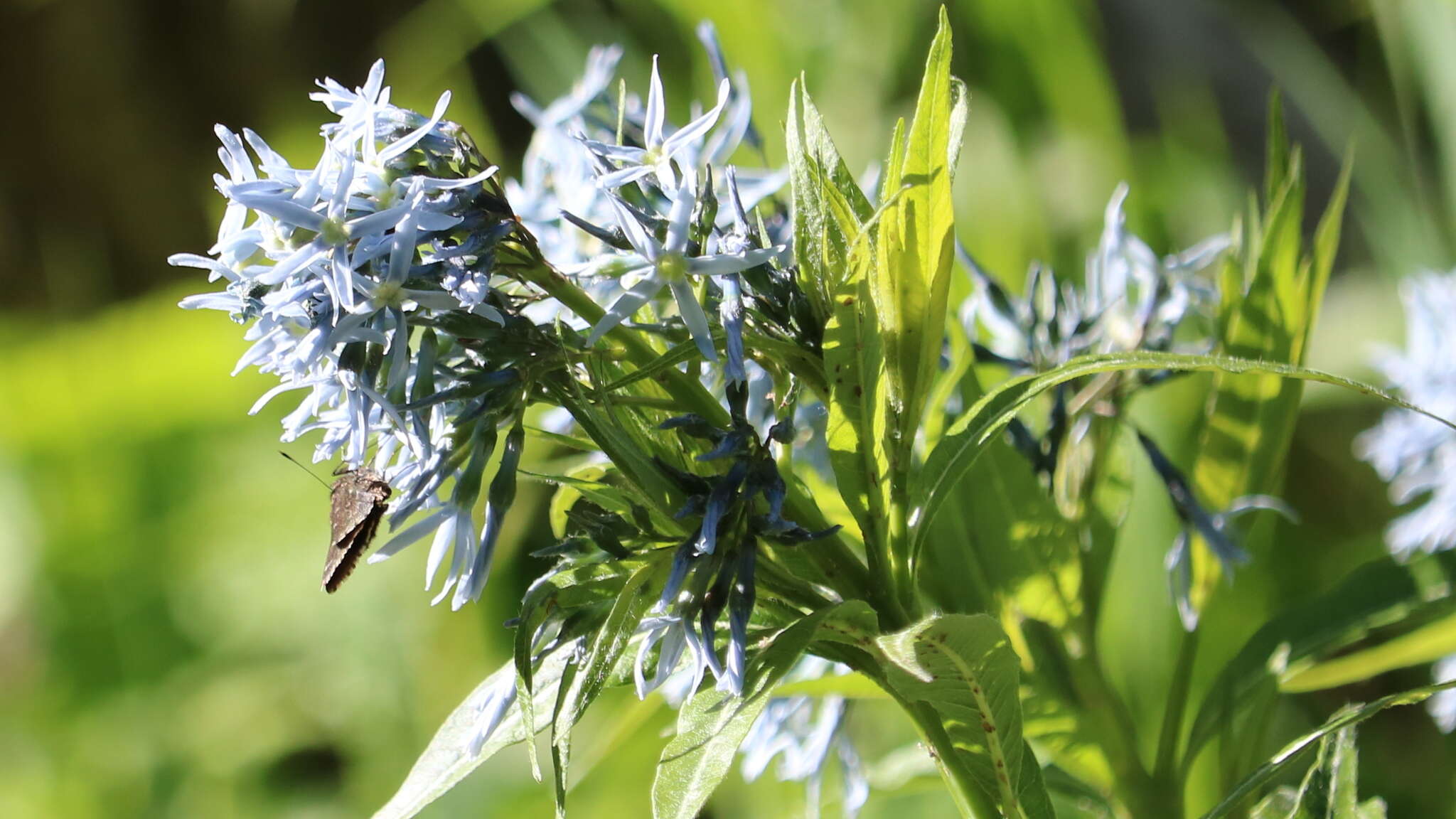 Image of Ozark bluestar