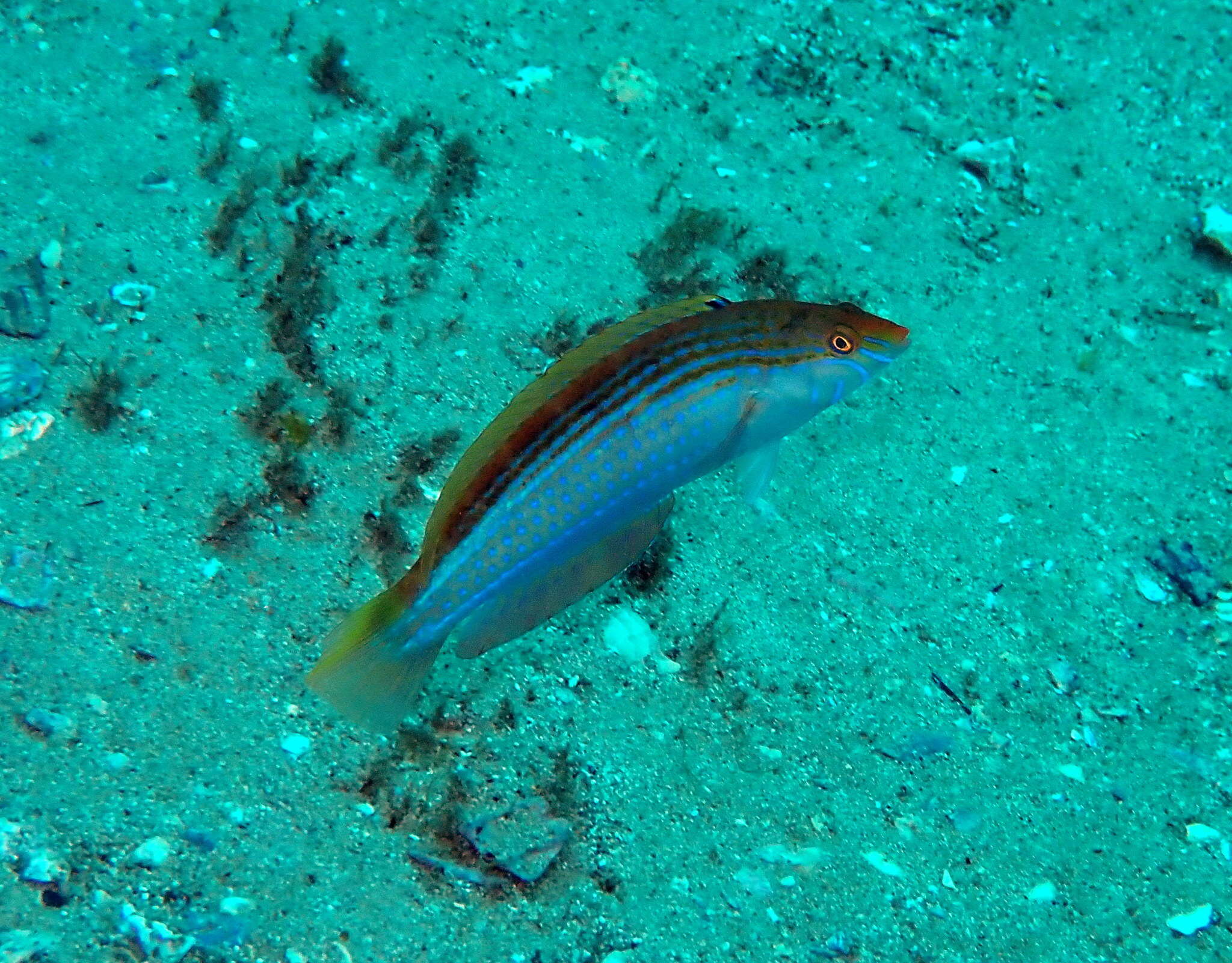 Image of Rainbow Slender Wrasse