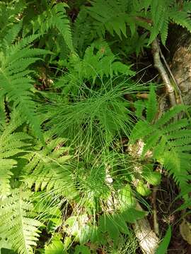 Image of Shady Horsetail