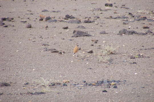 Image of Somali Courser