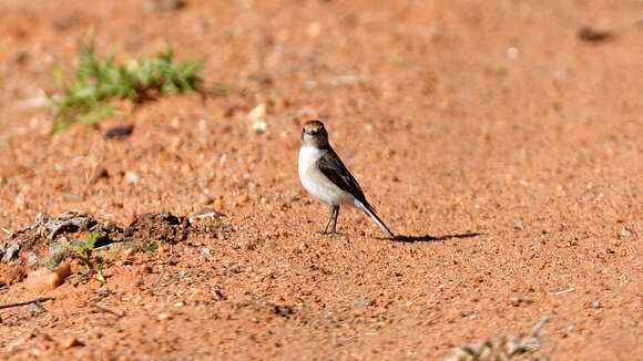 Image of Red-capped Robin