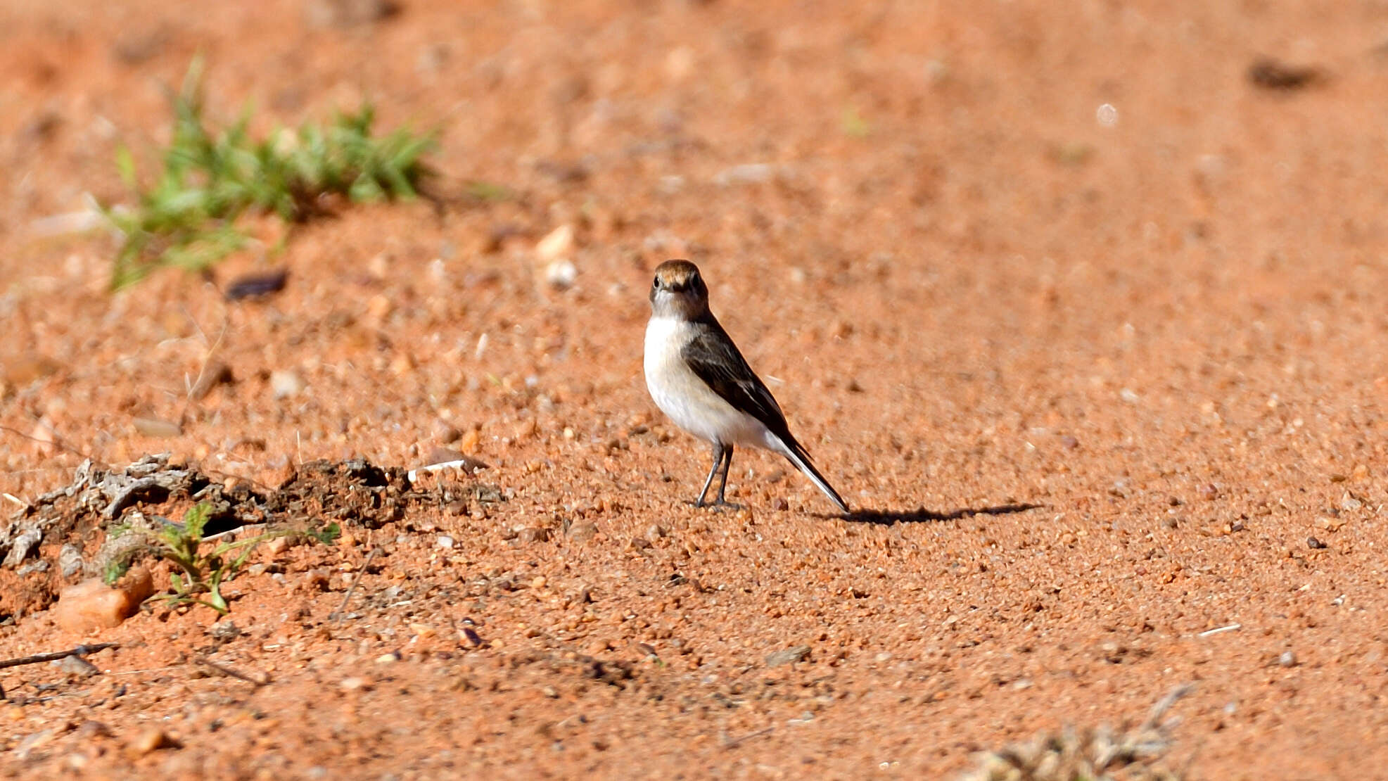 Image of Red-capped Robin