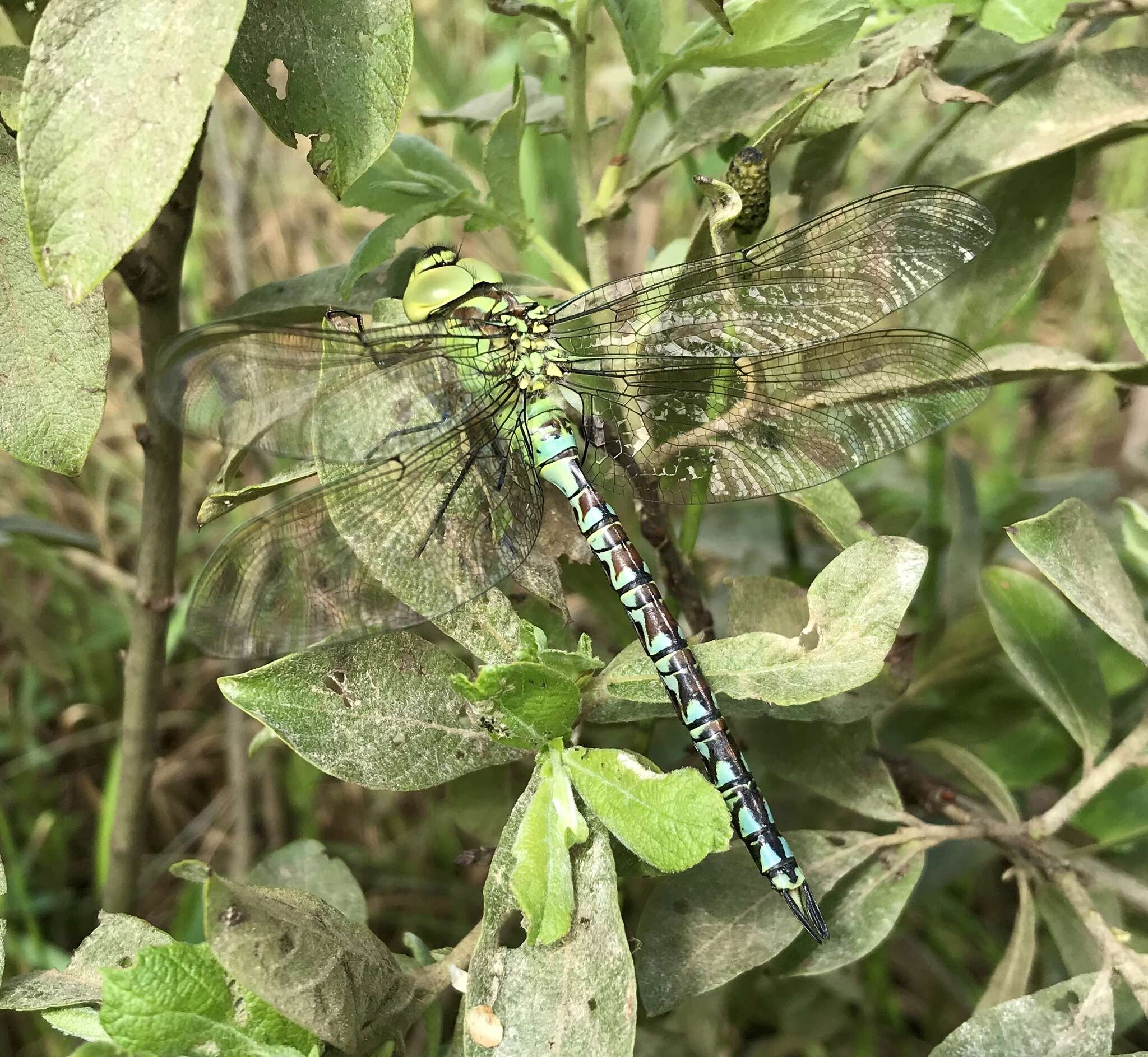 Image of Green Hawker