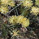 Sivun Petrophile filifolia R. Br. kuva