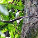 Image of Kofiau Paradise Kingfisher