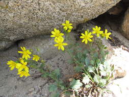 Слика од Senecio fremontii var. occidentalis Gray