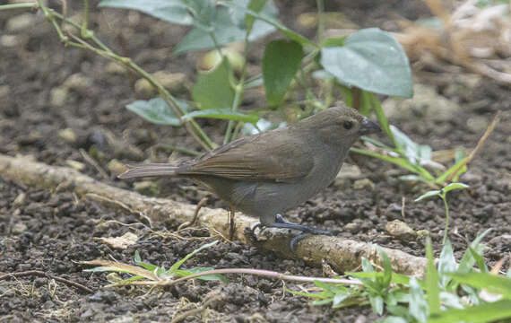 Image of Barbados Bullfinch