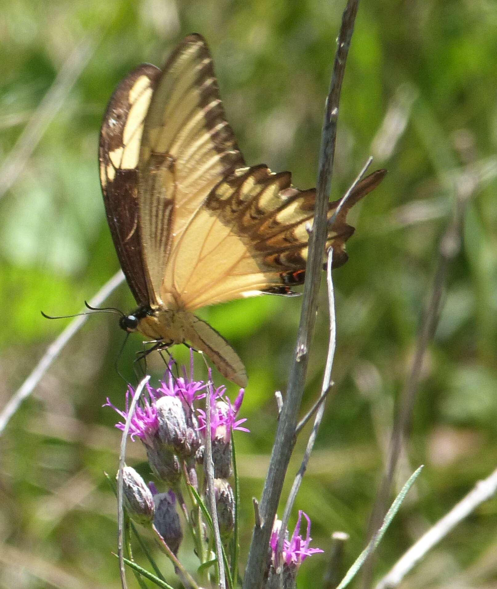 Слика од Papilio astyalus Godart 1819