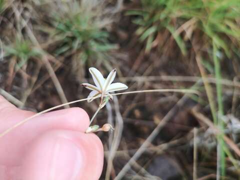 Image of Trachyandra saltii (Baker) Oberm.