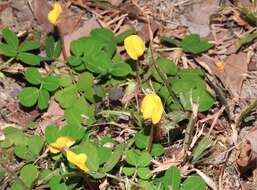 Image of Arachis duranensis Krapov. & W. C. Greg.