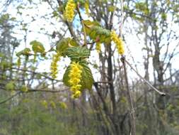 Image of Manchurian Striped Maple