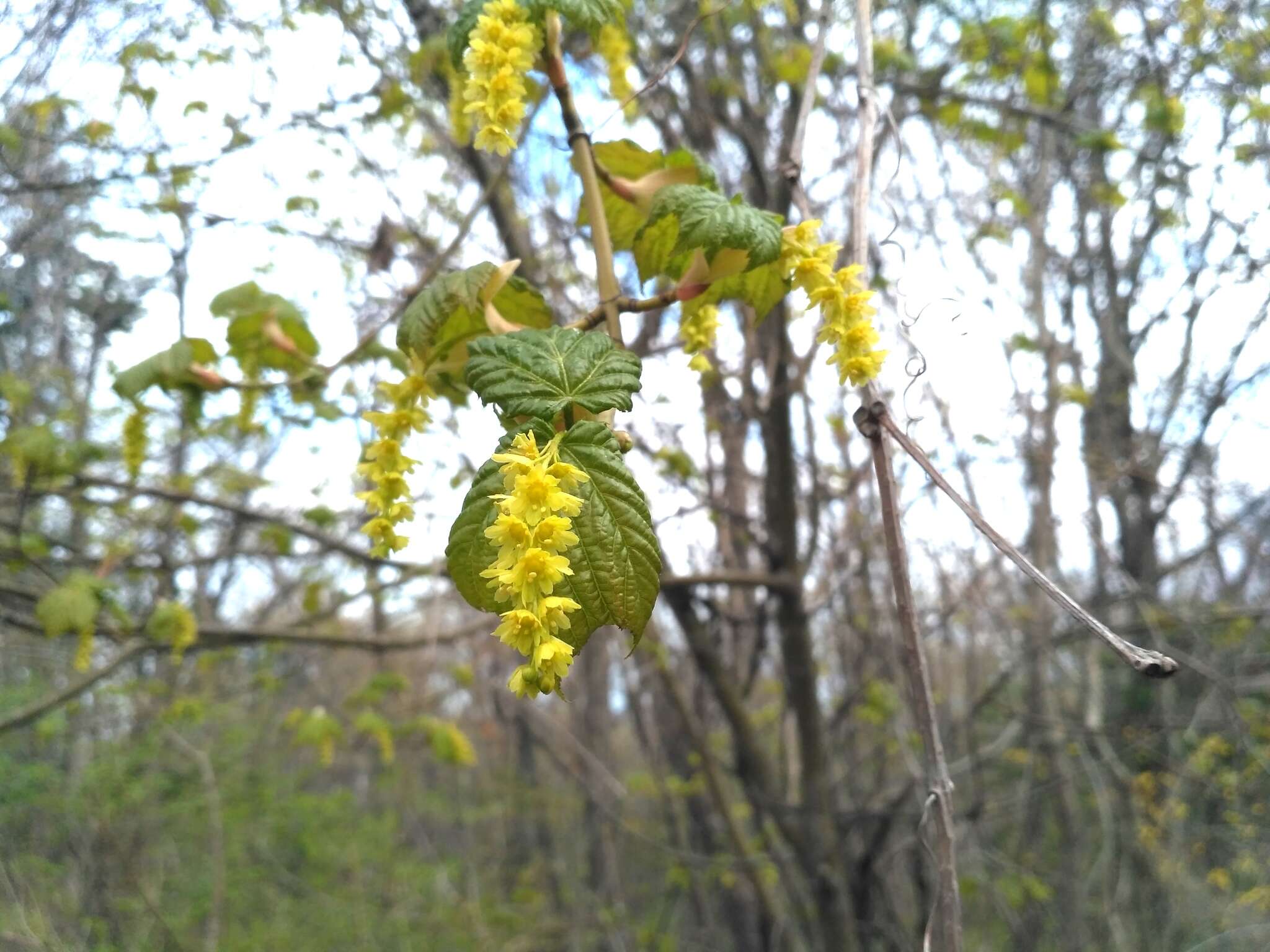 Image of Manchurian Striped Maple