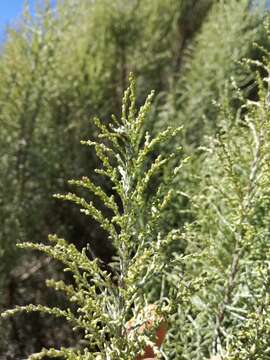 Слика од Elytropappus rhinocerotis (L. fil.) Less.