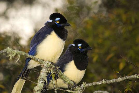 Imagem de Cyanocorax chrysops (Vieillot 1818)