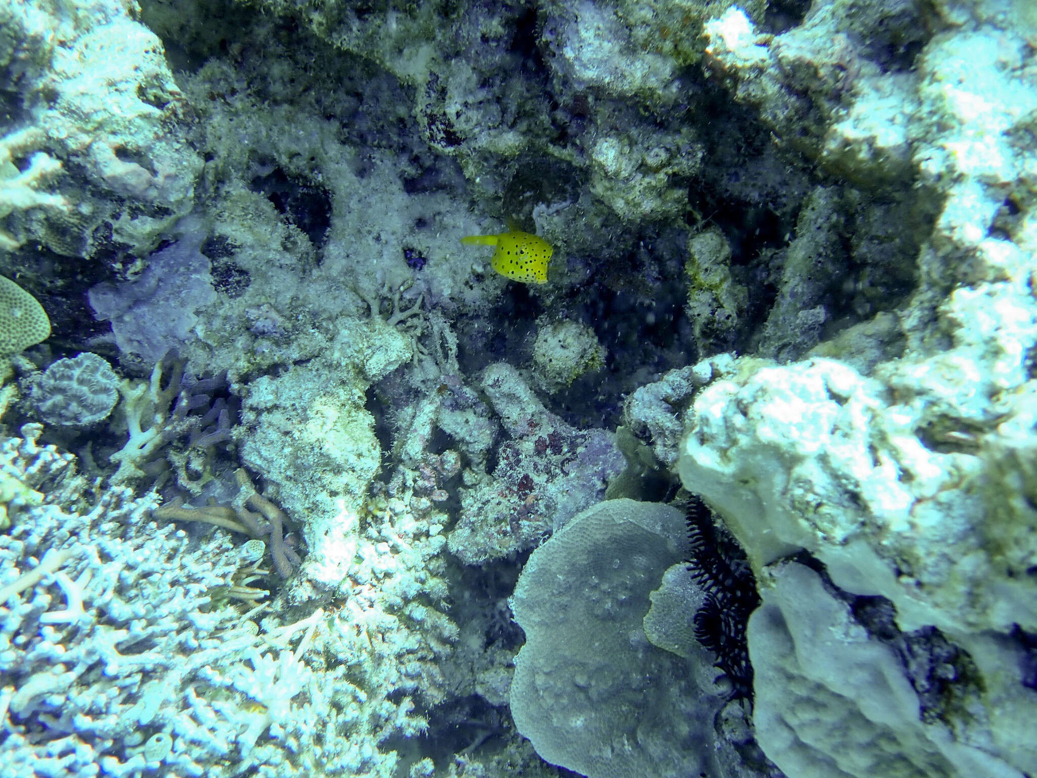 Image of Yellow boxfish