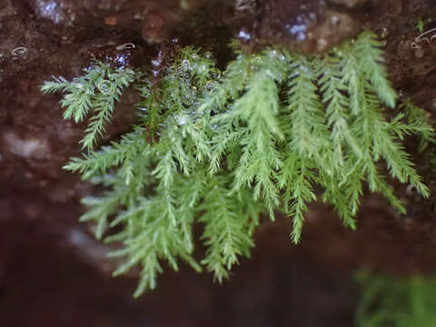 Image of Wahlenberg's pohlia moss