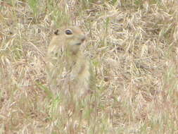 Image of Merriam's Ground Squirrel