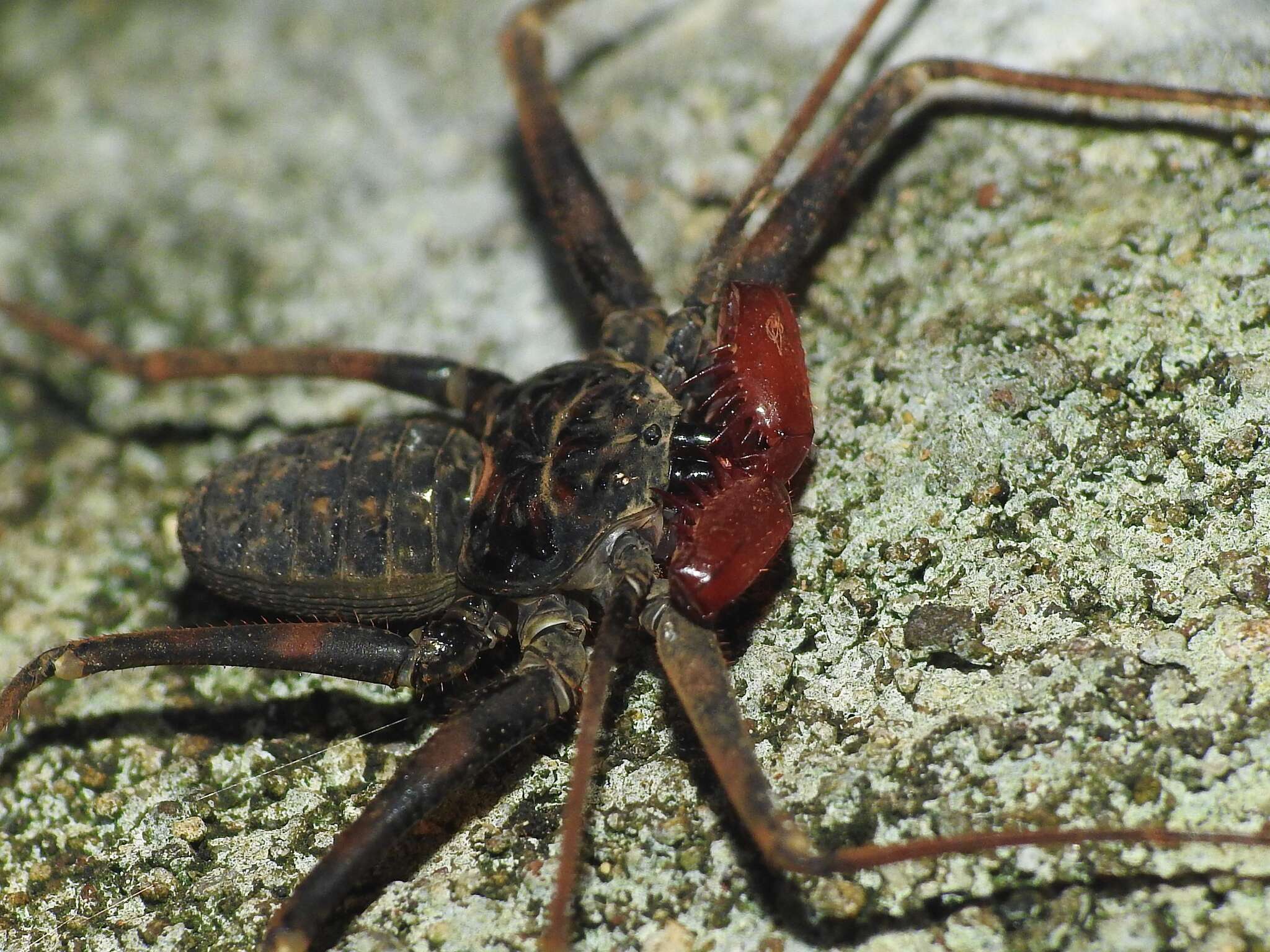 Image of Paraphrynus pococki Mullinex 1975