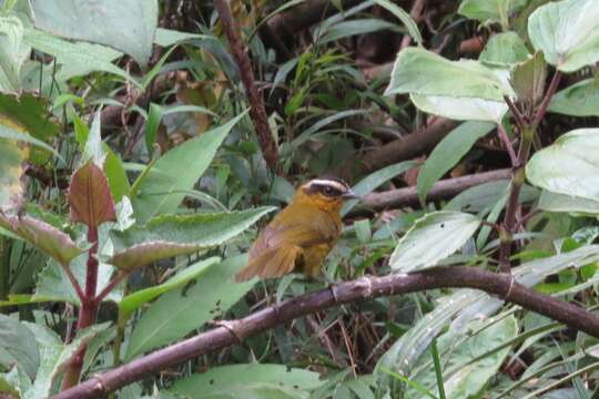 Image of Black-capped Hemispingus