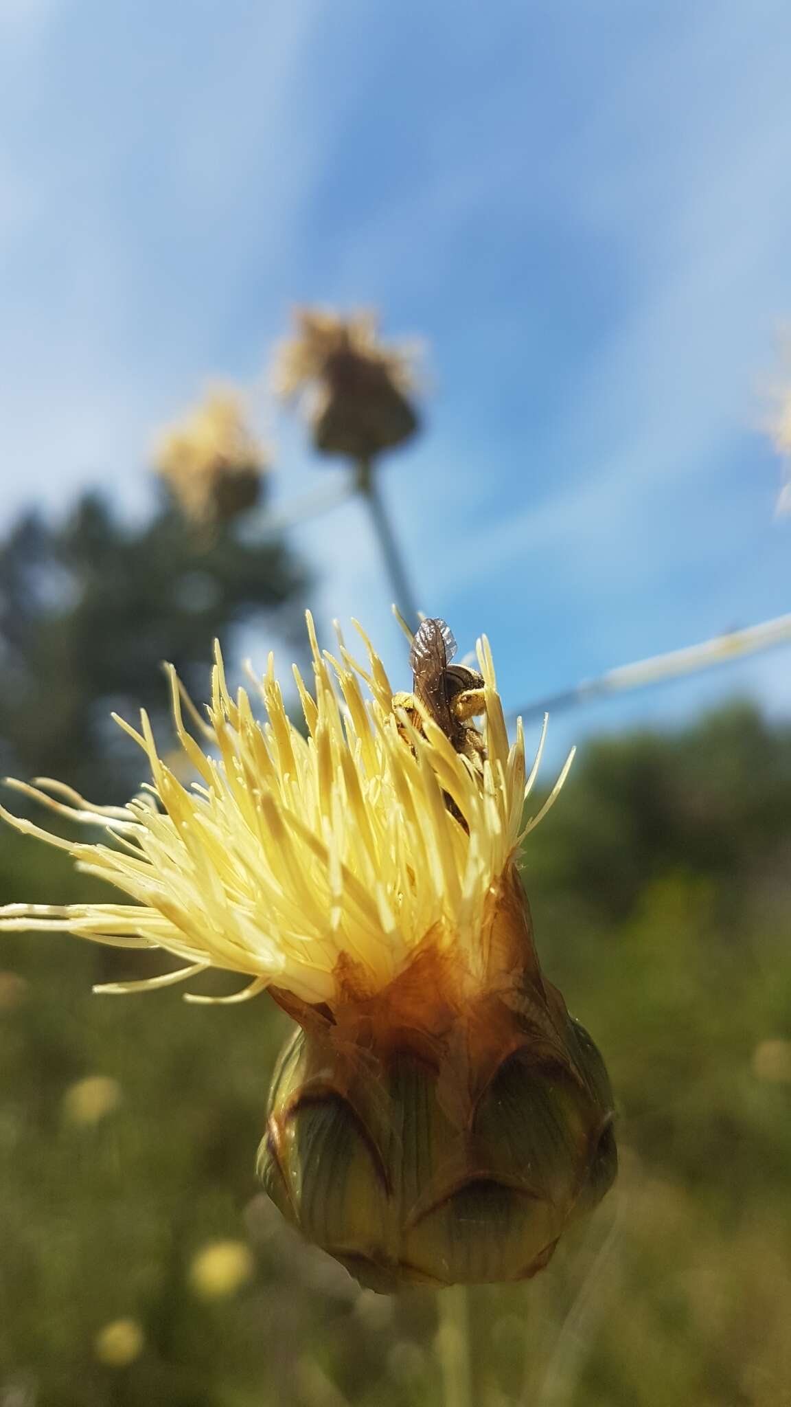 Sivun Rhaponticoides africana (Lam.) M. V. Agab. & Greuter kuva